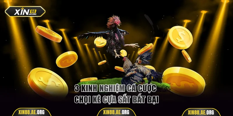 3 kinh nghiệm cá cược chọi kê cựa sắt bất bại