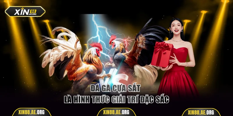 Đá gà cựa sắt là hình thức giải trí đặc sắc