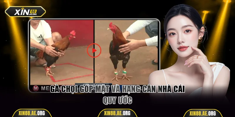 Gà chọi góp mặt và hạng cân nhà cái quy ước